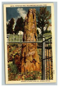 Vintage 1940's Postcard Petrified Tree Yellowstone National Park Wyoming