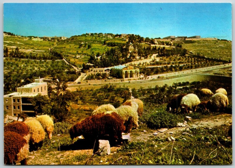 Jerusalem, Old City, Basilica & Gardens of Gethsemane, Goats, Israel - Postcard 
