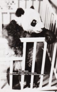 Illinois Brookfield Chicago Zoological Park Giant Panda Bear 1952 Real Photo