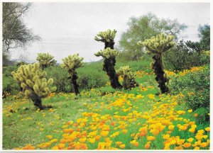 US Spring Poppies & Cholla. Card 5X7