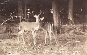 Deer Father and Son Germfask Michigan Real Photo