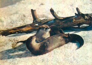 Postcard Animals wildlife otters