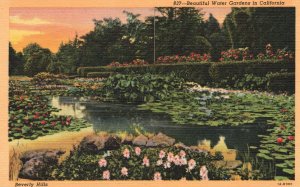 Vintage Postcard Beautiful Water Gardens Lilies Pond Beverly Hills California CA