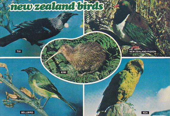 New Zealand Birds Tui Pigeon Bellbird and Kea
