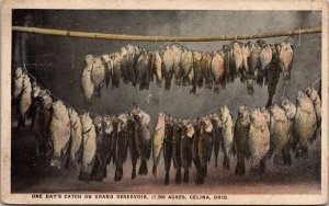 Postcard One Day's Fishing Catch on Grand Reservoir in Celina, Ohio