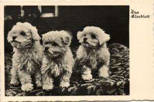 Dog Postcard Terrier (1930s) RPPC (7)