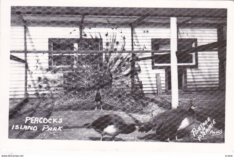 RP; PORTAGE LA PRAIRE, Manitoba, Canada, PU-1946; Peacocks, Island Park