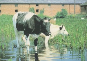 Cow & Calf Paddling Shugborough Park Farm Zoo Staffordshire Postcard