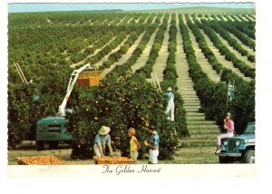 The Golden Harvest, Florida, Used 1978