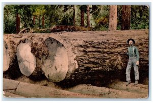 1911 Giant Fir Logs Ready For Mill Man On Big Log Grove Santa Cruz CA Postcard 