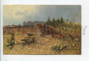 3182877 Bird hunting partridges MULLER Vintage postcard