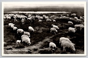 Flock of Sheep near Dwingeloo Netherlands RPPC Postcard M33