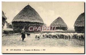 Old Postcard Folklore Peasants In Beauce Shepherd Flock Of Sheep