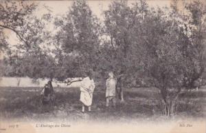 Olive Plantation L'Abattage des Olives