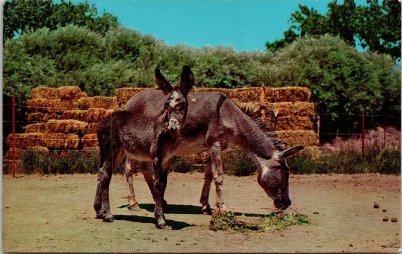 Burros Southwest Spaniards Desert Bales Hay Vintage Postcard Curteichcolor UNP 