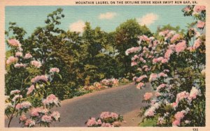 Vintage Postcard Mountain Laurel On Skyline Drive Near Swift Run Gap Virginia VA