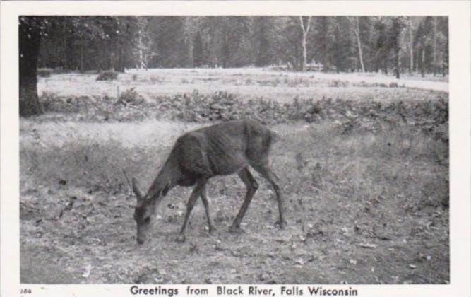 Wisconsin Greetings From Black River Falls With Deer Real Photo