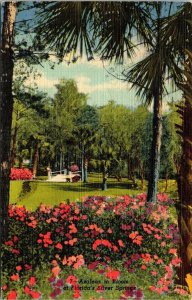 Azaleas Bloom Floridas FL Silver Springs Bridge VTG Postcard Linen PM Ocala WOB 