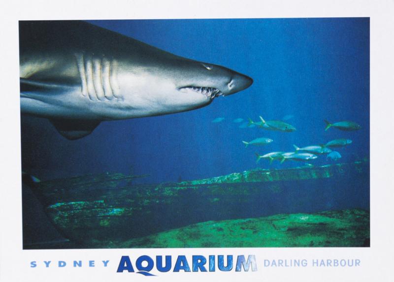 Great Nurse Shark Sydney Aquarium Darling Harbour Australia AU Postcard D31