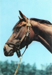 Horse's Head Nice modern Italian photo postcard