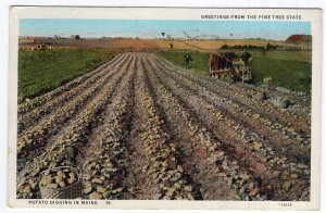 Greetings From The Pine Tree State, Potato Digging In Maine