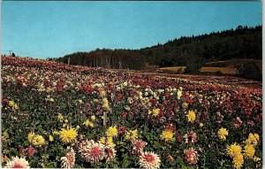 Vintage Miller Dahlia Farm Kingston Washington Map Advertising Postcard 7-53