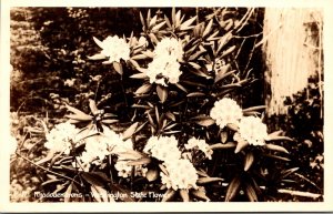 Washington State Flower Rhododendrons Real Photo