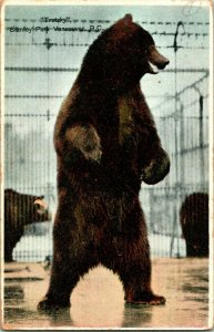Vtg Postcard Vancouver British Colombia BC Canada Trotzky Stanley Park Bear