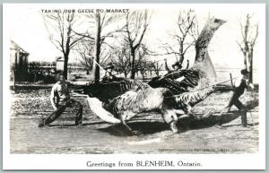 BLENHEIM ONTARIO CANADA EXAGGERATED GEESE ANTIQUE REAL PHOTO POSTCARD RPPC