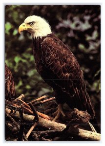 Bald Eagle Postcard Continental View Card