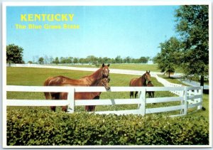 Postcard - The Bluegrass State - Kentucky, USA - Horse Farm