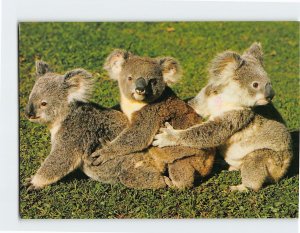 M-202868 Koala Cubs Australia's Cuddliest Natives