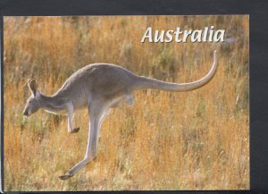 Animals Postcard - Red Kangaroo in Full Flight, Australia - Posted - RR4429