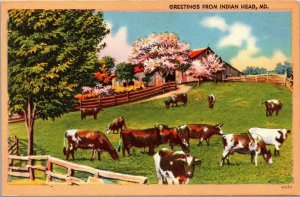 Vtg Scenic Greetings from Indian Head MD Farm Pasture Barn Cow Cattle Postcard