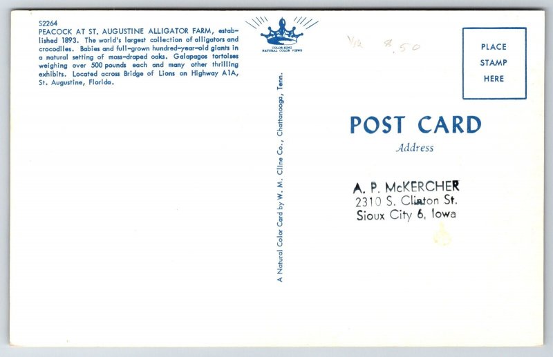 Animals~Peacock @ St Augustine Florida Zoo~Vintage Postcard