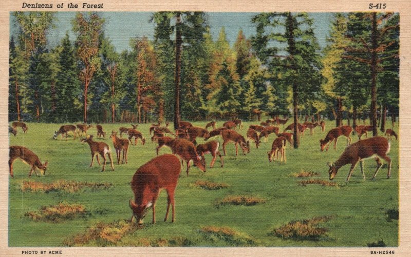 Vintage Postcard 1945 Denizens of the Forest Deer Animal Scenes