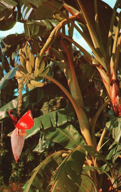 Vintage Postcard Banana Tree Growing Fruit Bearing Tree Growing Upward Florida