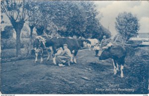 DELFT , Netherlands , 00-10s : Kiekje aan den Parallelweg, Cows