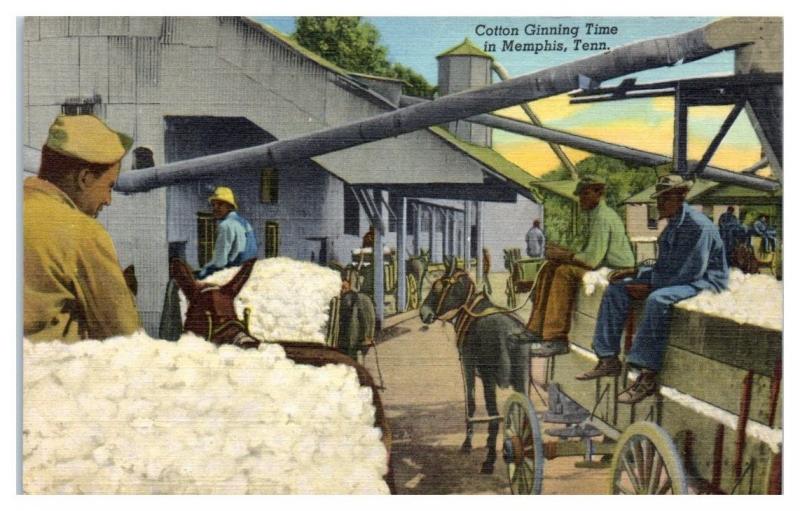 Mid-1900s Cotton Ginning Time, Memphis, TN Postcard