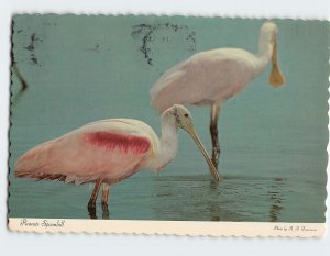 Postcard Roseate Spoonbill