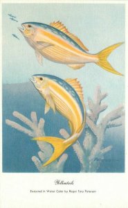 Artist impression Fish Yellowtails Water Color Peterson Postcard 21-5393