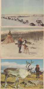 Swedish Camping Tent Arctic Dogs Travellers 3x Vintage Postcard s