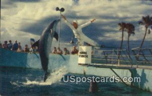 Porpoise - Marineland, Florida FL  