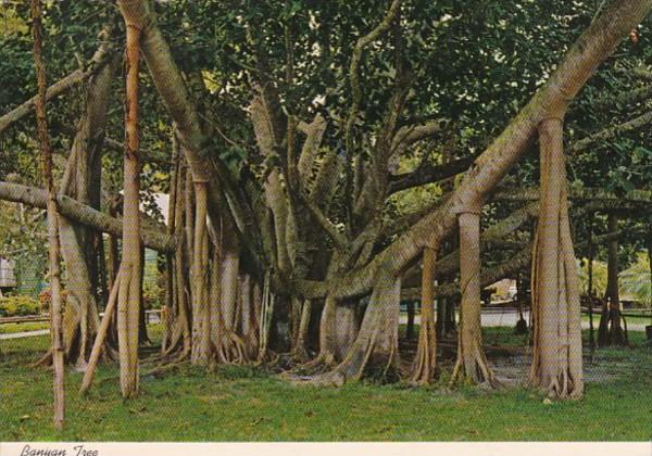 Hawaii Maui Lahaina Oldest Banyan Tree On The Islands