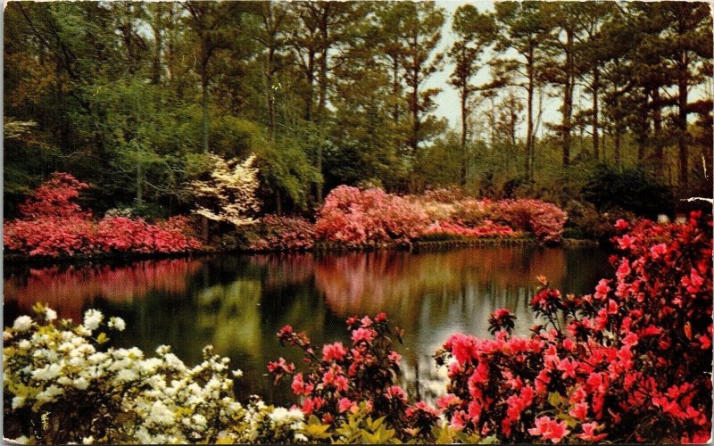 Scenic Bellingrath Gardens Mirror Lake Mobile Alabama Chrome Postcard 