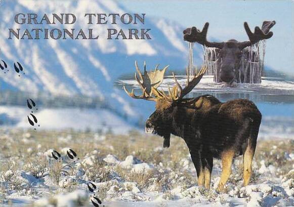 Wyoming Moose Grand Teton National Park