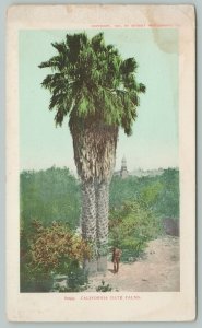 California~Date Palm Tree~c1905 Postcard