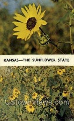 Sunflower - Kansas City s, Kansas KS  