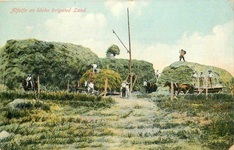 Alfalfa Agriculture Farming 1910 Idaho Irrigated Land postcard 2724 