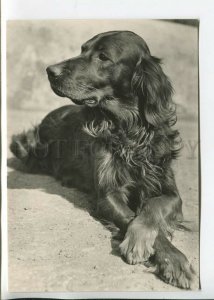 465698 USSR 1961 year photo of Eric Tylinik irish setter dog postcard